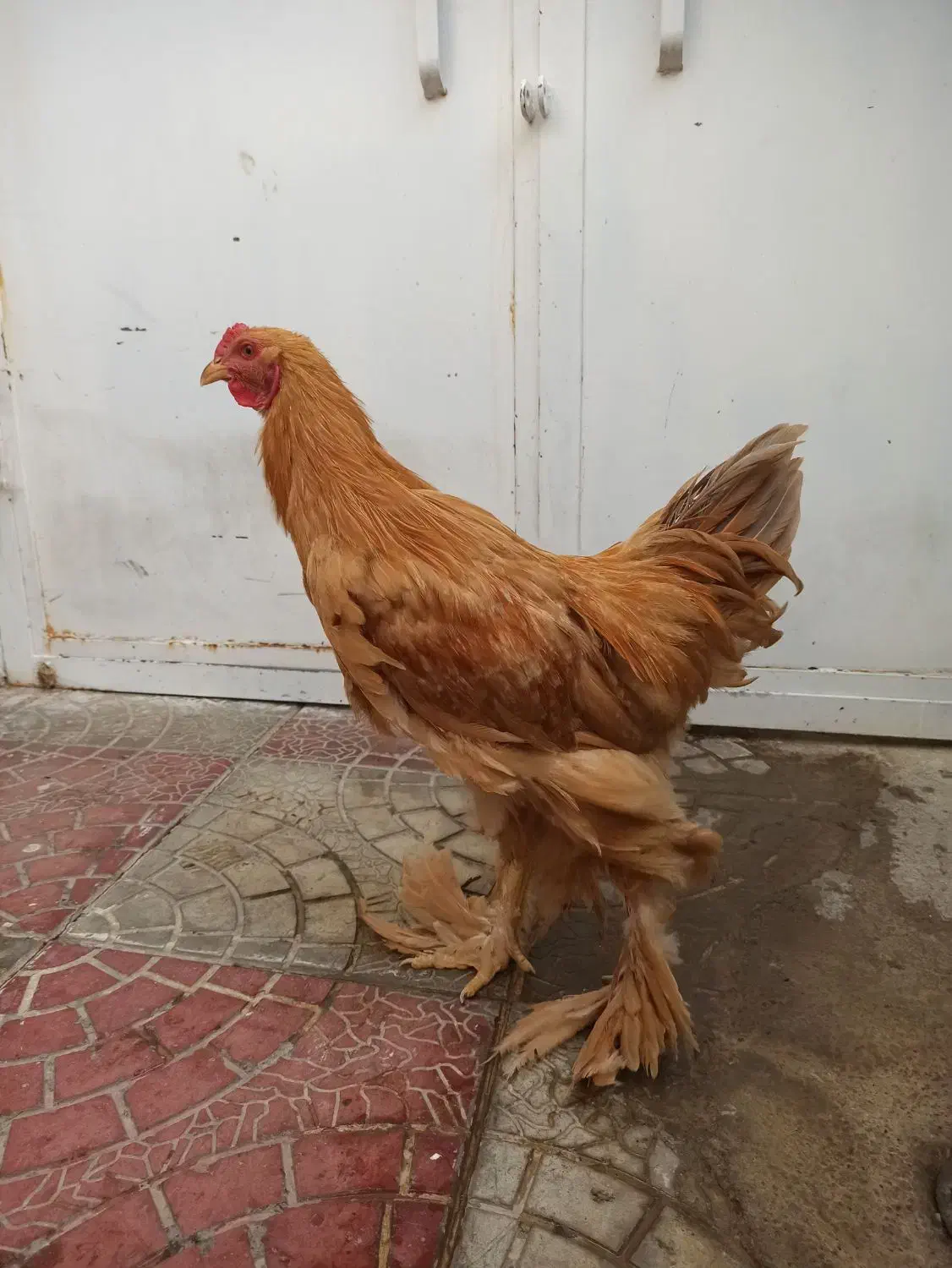 خروس برهما|حیوانات مزرعه|بانه, |دیوار