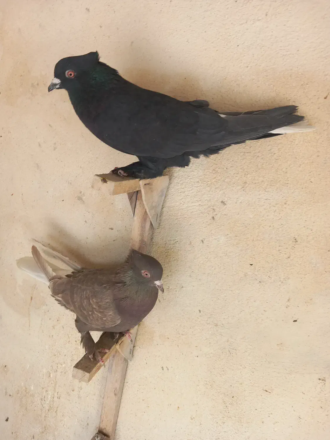 کفتر کبوتر دم سفید|پرنده|شیراز, نیستان|دیوار