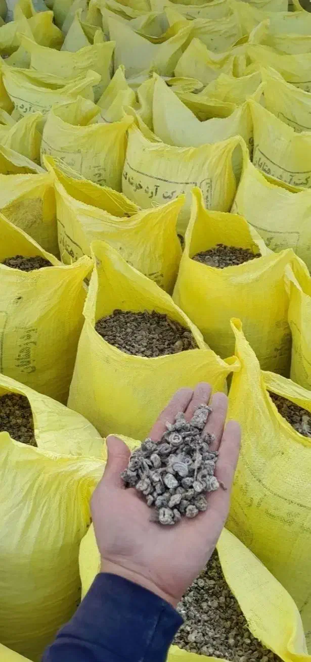 فروشی گورچین کود دارم کبوتر ر دارم|لوازم جانبی حیوانات|بناب, |دیوار