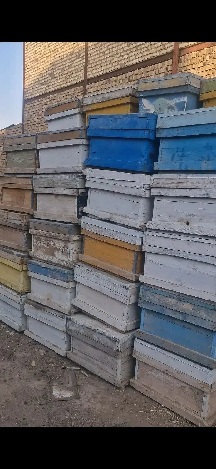 کندو و طبق دست دوم زنبور عسل|لوازم جانبی حیوانات|تایباد, |دیوار