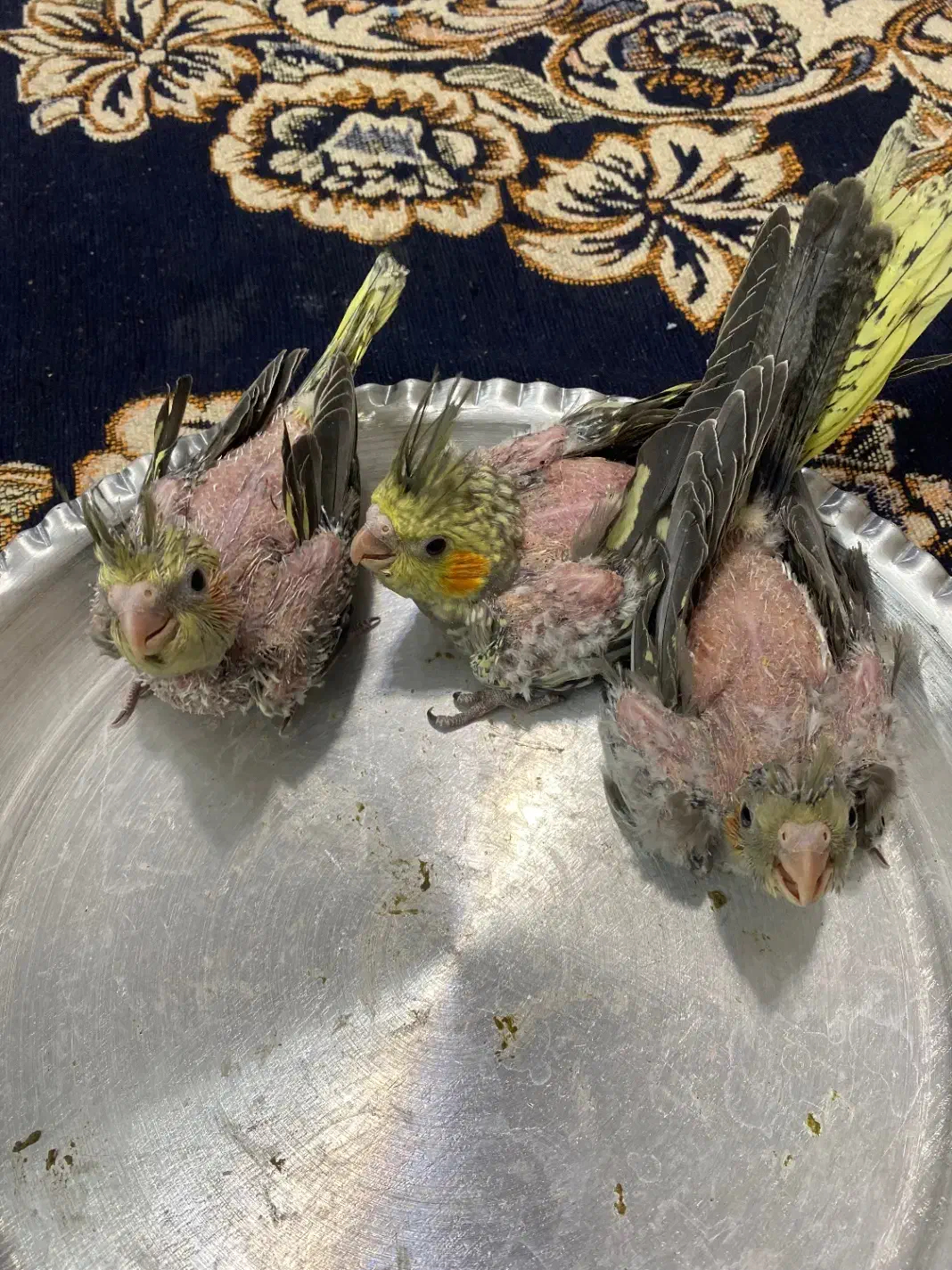 جوجه عروس هلندی  آماده دستی شدن|پرنده|شاهرود, |دیوار