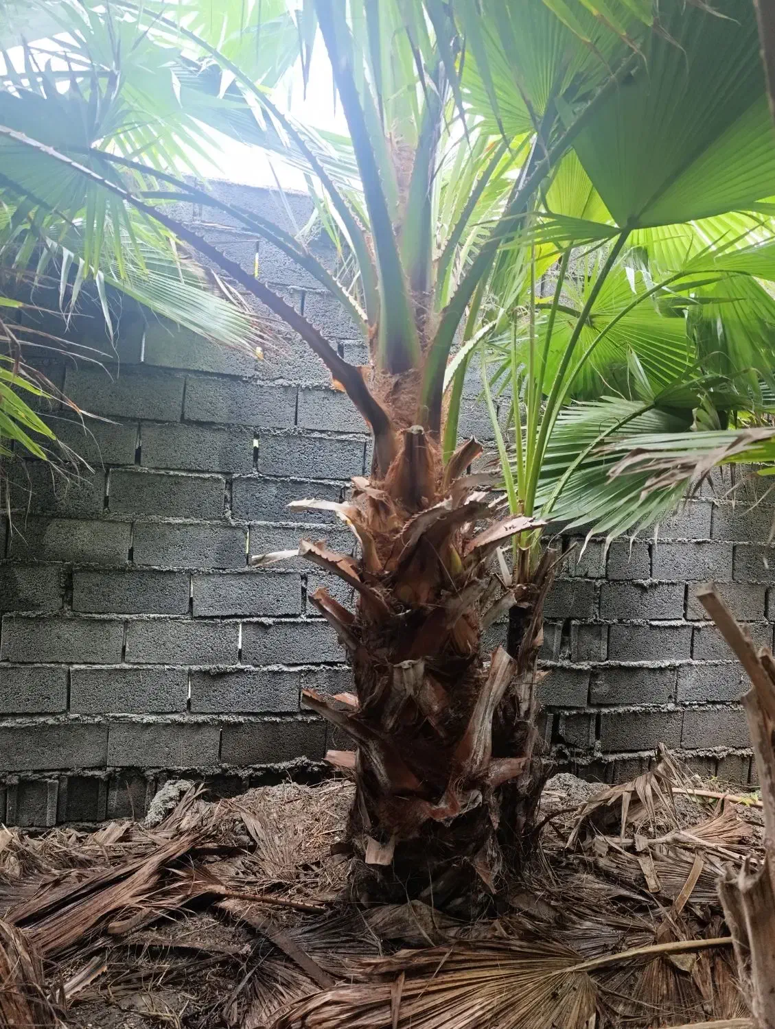 پالم واشنگتن تنه درشت|گل و گیاه طبیعی|آمل, |دیوار