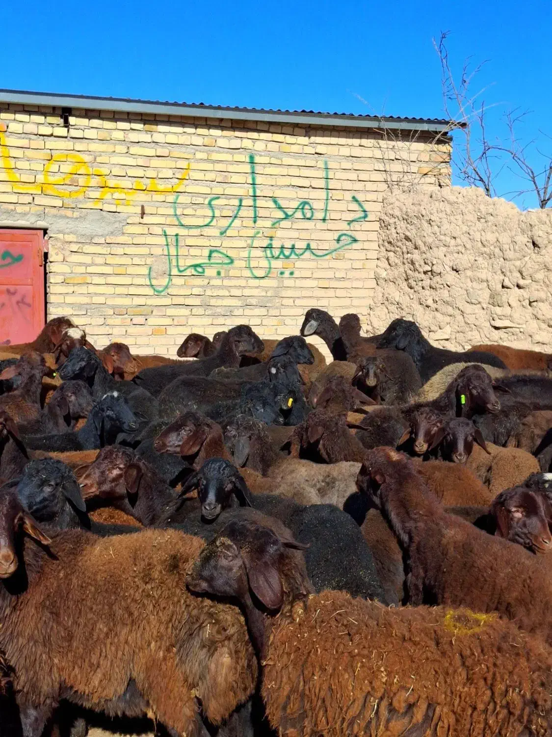 مال درجه یک|حیوانات مزرعه|دشتابی, |دیوار