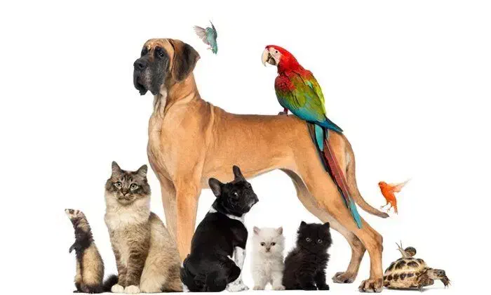 دامپزشکی در منزل توسط دکتر دامپزشک|خدمات آرایشگری و زیبایی|رشت, خواهر امام|دیوار