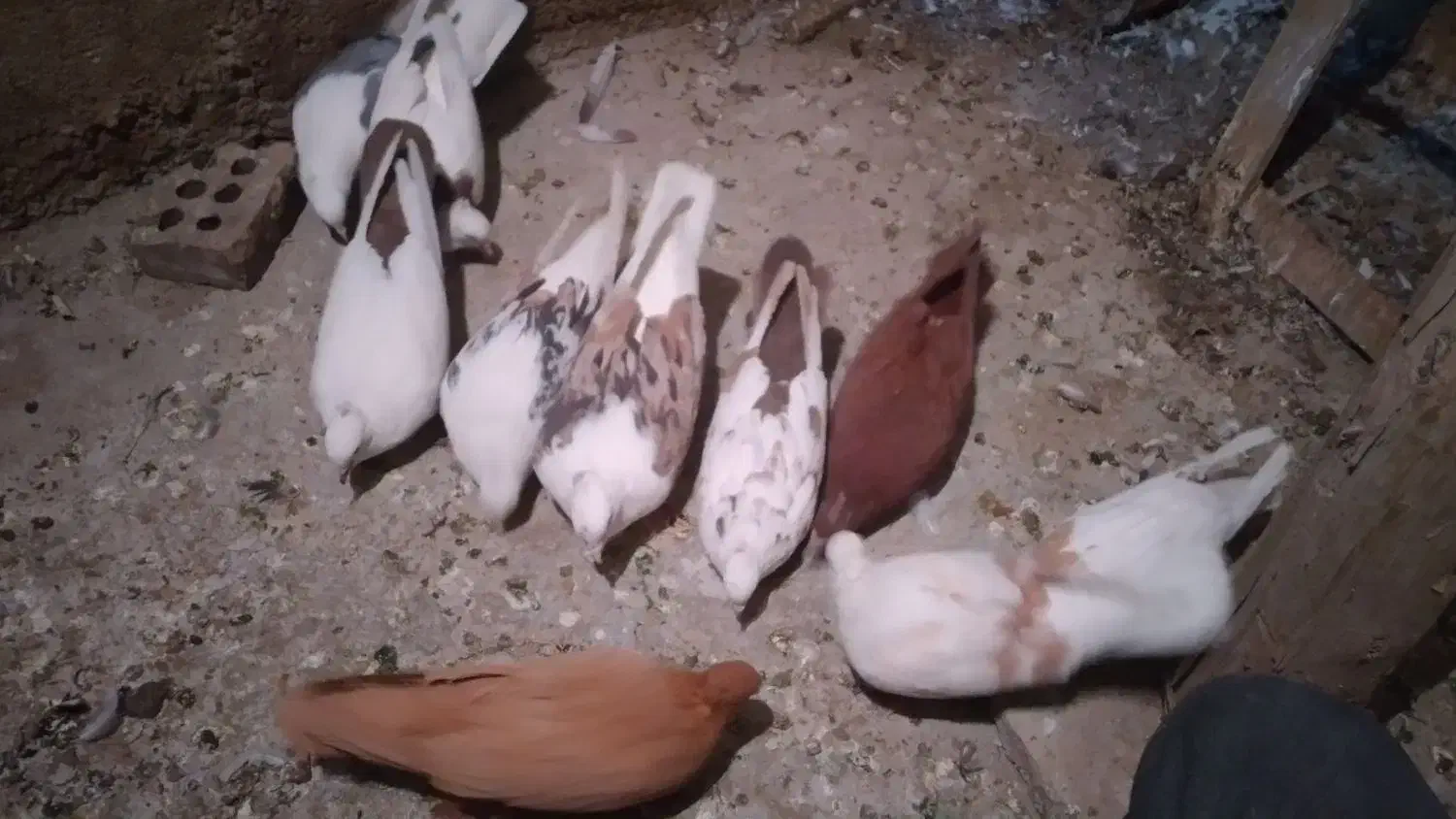 کبوتردرکبوتر|پرنده|بروجرد, |دیوار