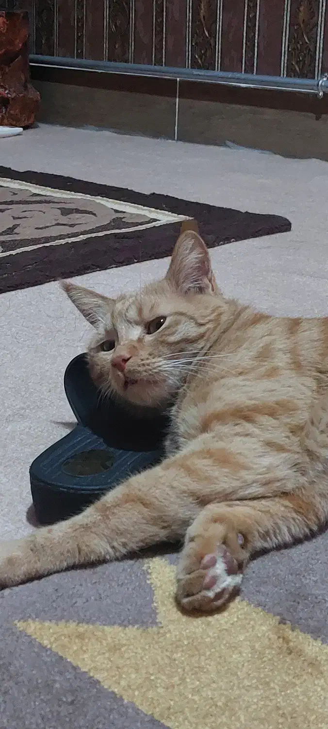 گمشده مژدگانی|حیوانات|میاندوآب, |دیوار