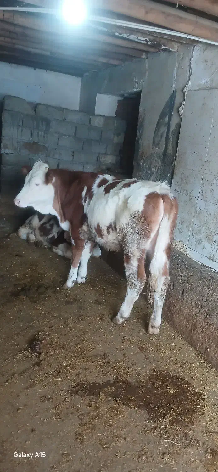 یک عدد گوساله|حیوانات مزرعه|سروآباد, |دیوار