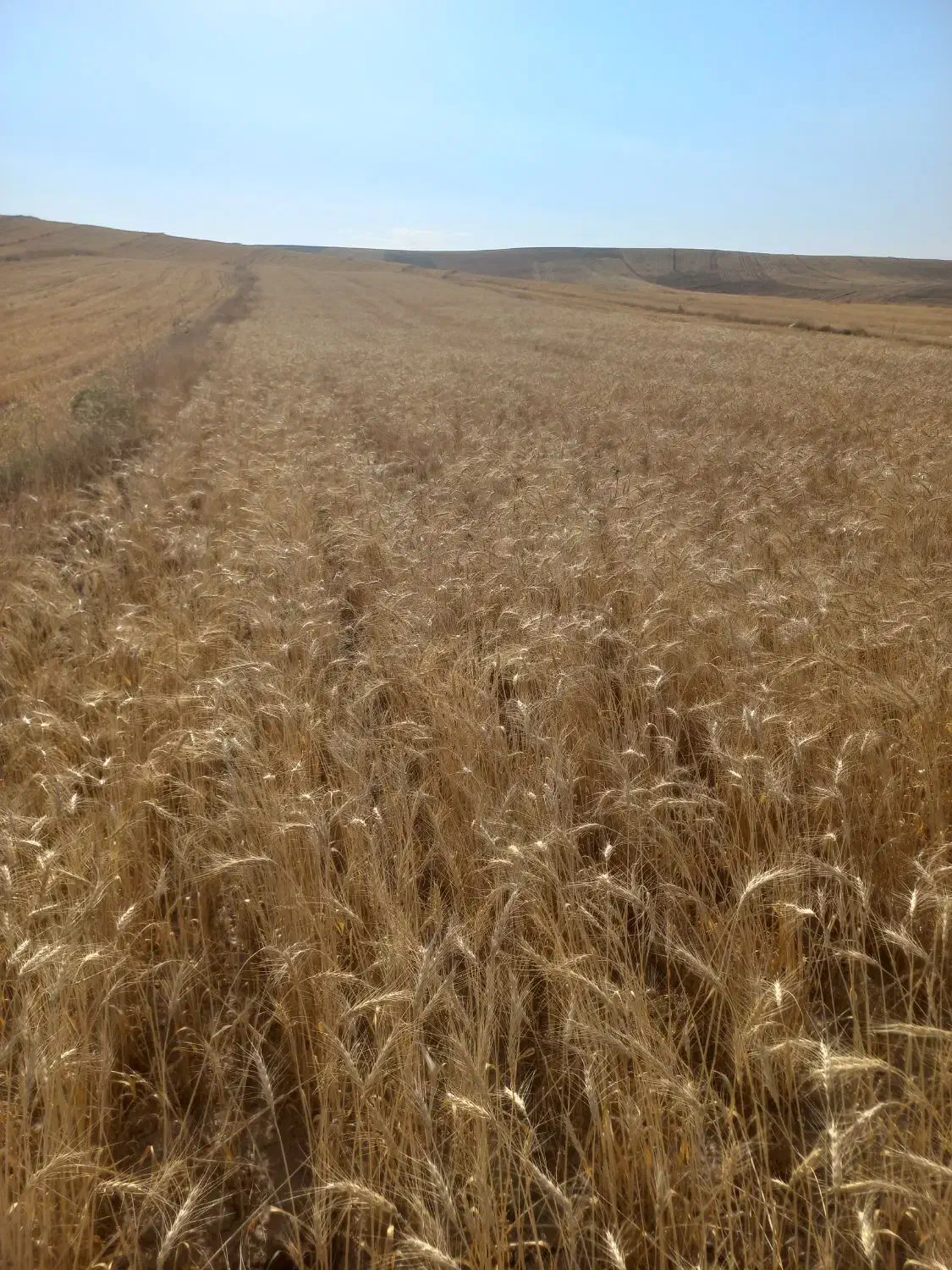 گندم دیمی|گل و گیاه طبیعی|ابهر, |دیوار