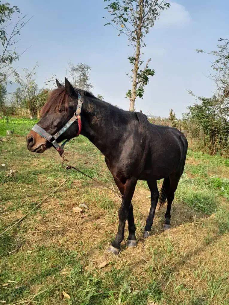 این اسب سیاه به فروش میرسد|اسب و تجهیزات اسبسواری|گوراب زرمیخ, |دیوار