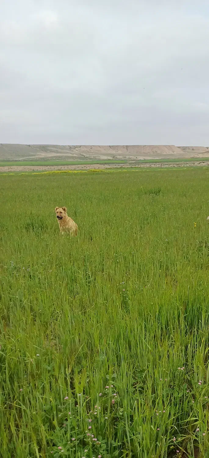 سگ گمشده|حیوانات|اردبیل, |دیوار