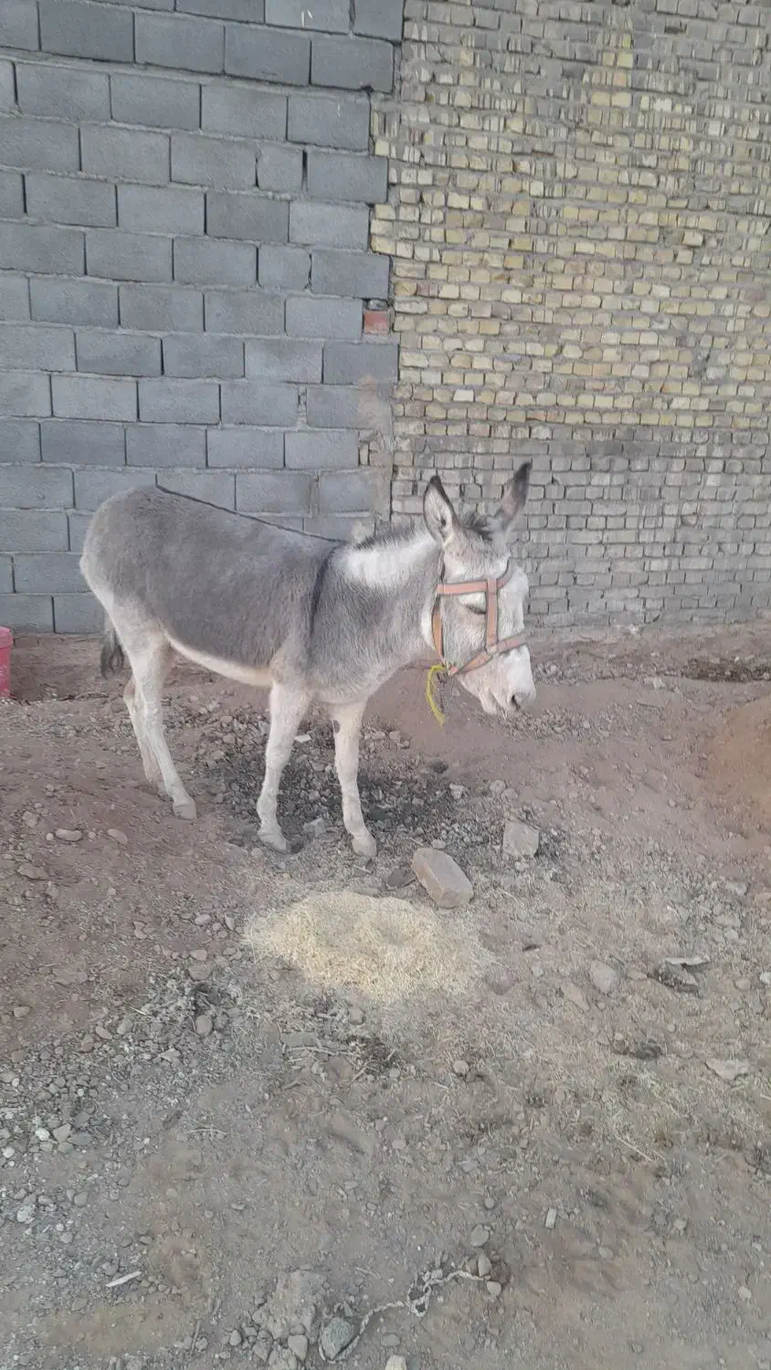 فروش الاغ یکساله نیم ماده آروم برای سواری|حیوانات مزرعه|مهریز, |دیوار