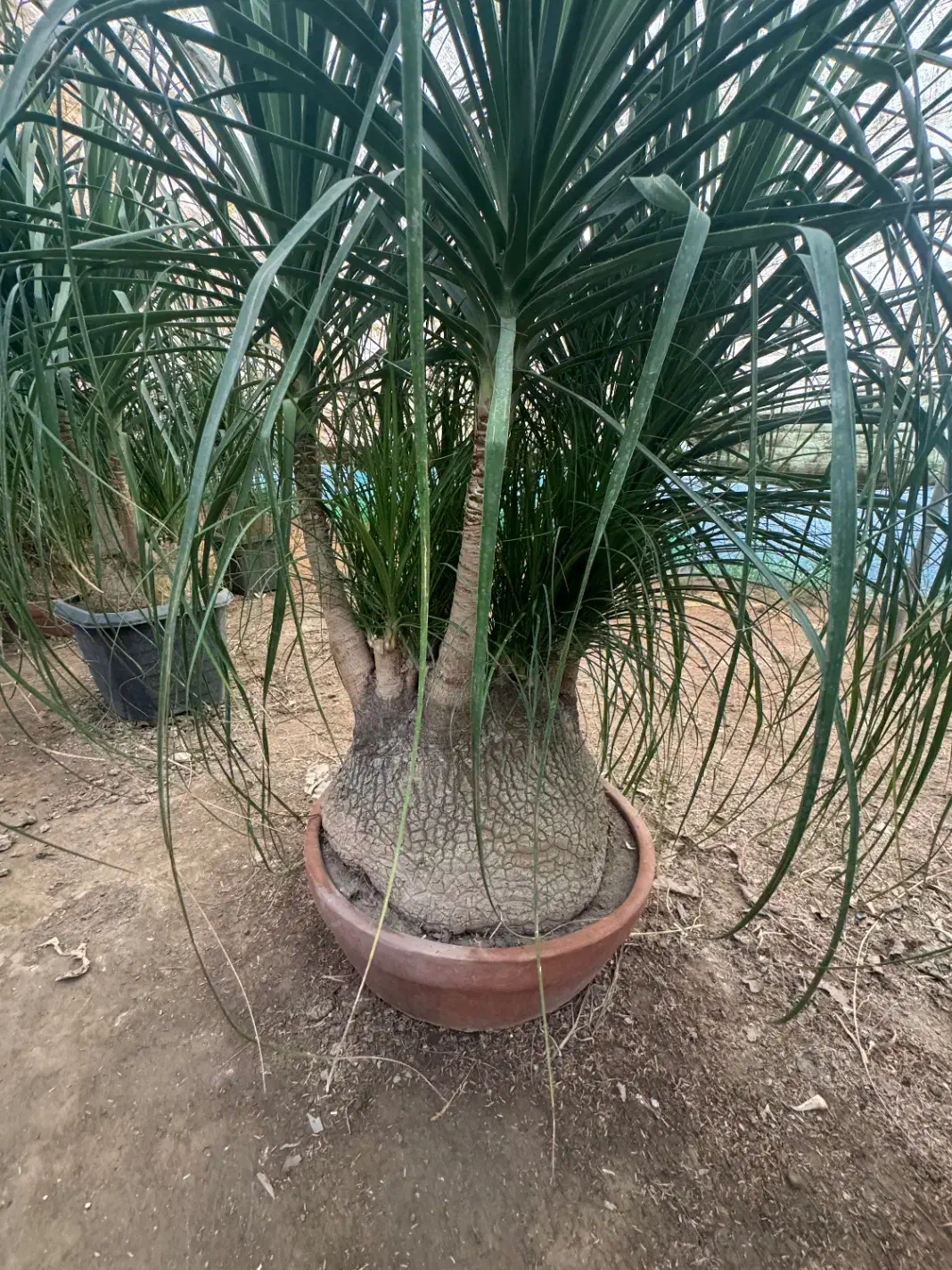 لیندا غول پیکر ۴/۵۰۰|گل و گیاه طبیعی|محمودآباد, |دیوار