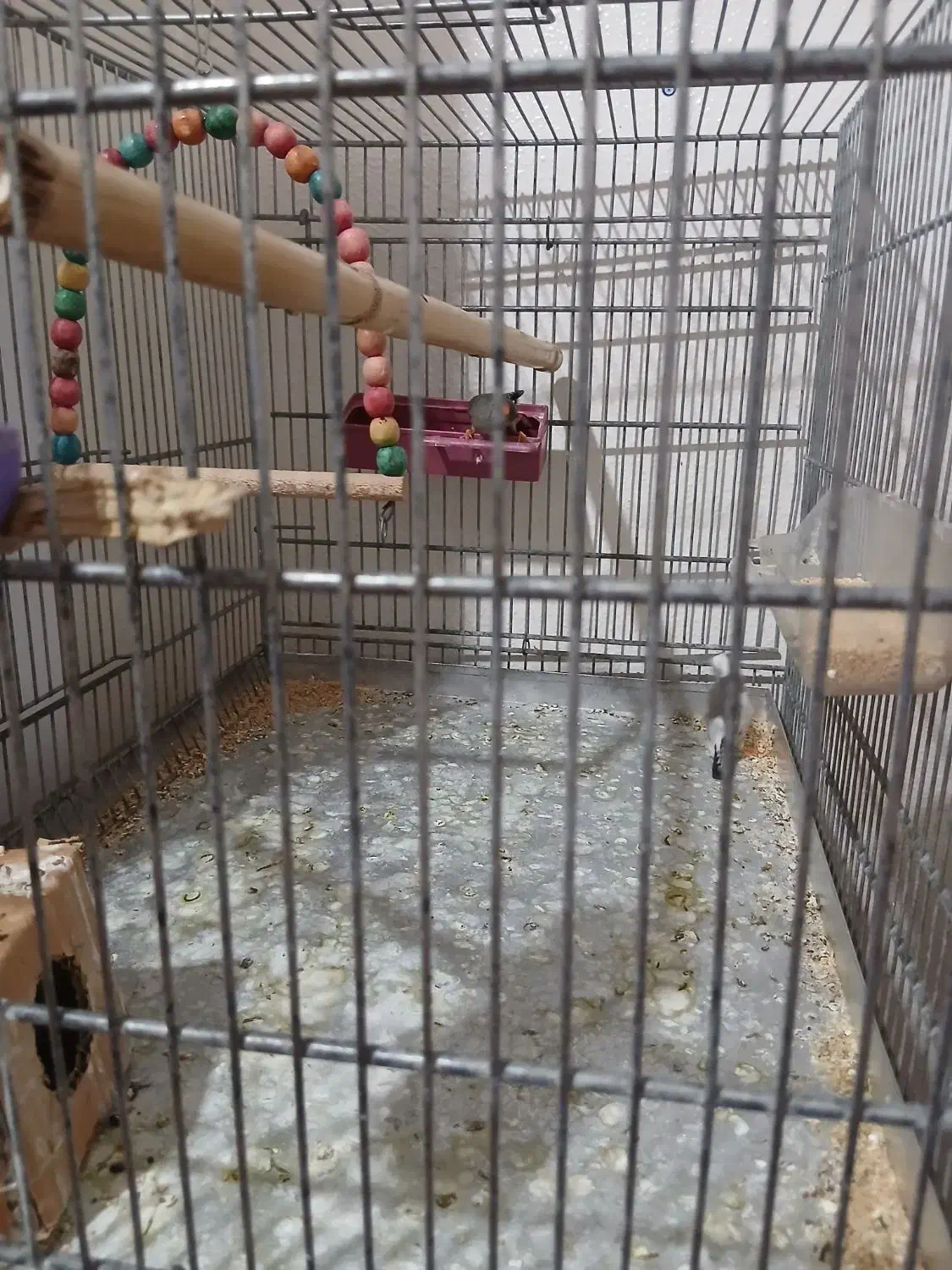 فنچ|پرنده|شاهین‌شهر, طالقانی|دیوار