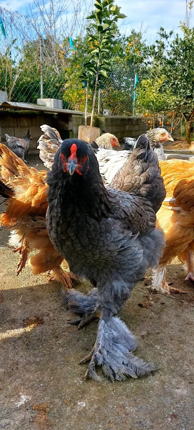 تخم نطفه دار و جوجه برهما اصل|حیوانات مزرعه|قائم‌شهر, |دیوار