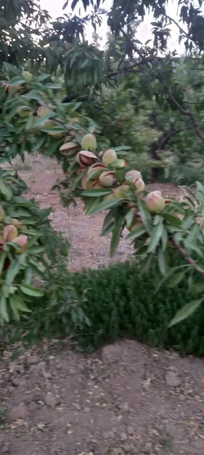 سلام باغ ویلایی نزدیک پل زمانخان|فروش زمین و ملک کلنگی|سامان, |دیوار