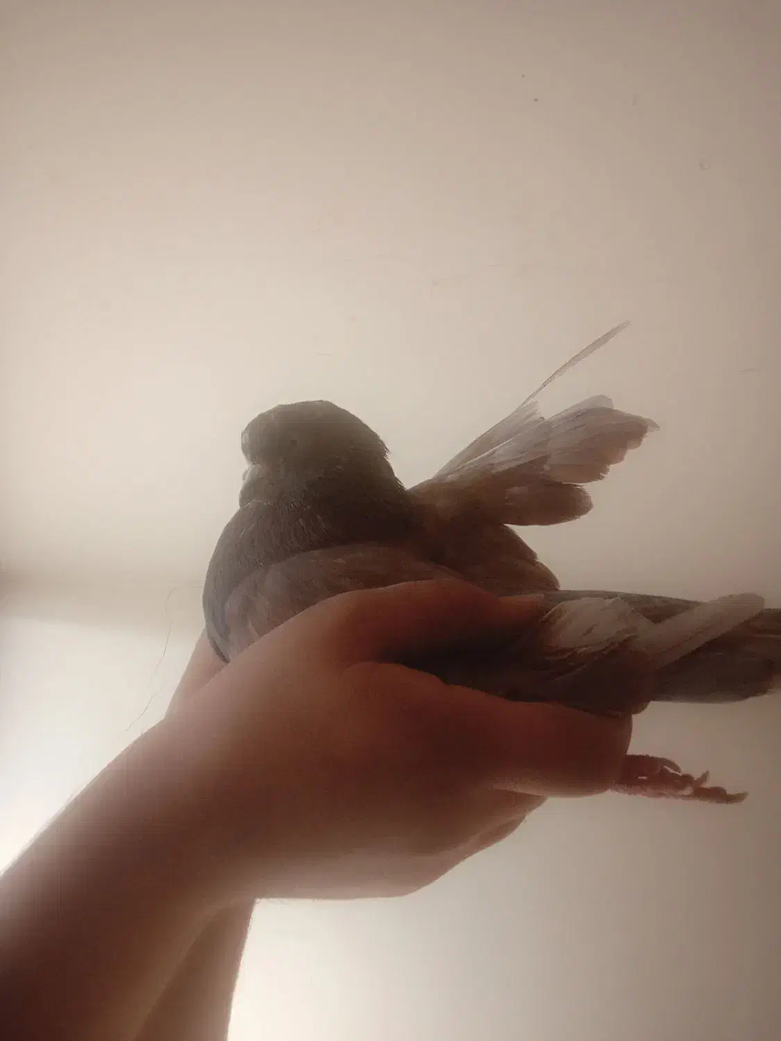 نر عالیی|پرنده|تهران, هاشمی|دیوار