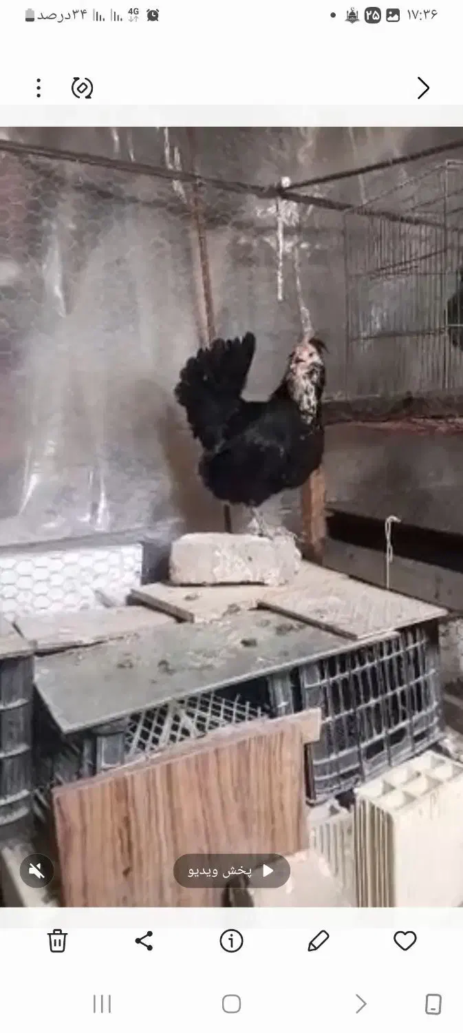 مرغ وخروس گلین فول|حیوانات مزرعه|تهران, جیحون|دیوار