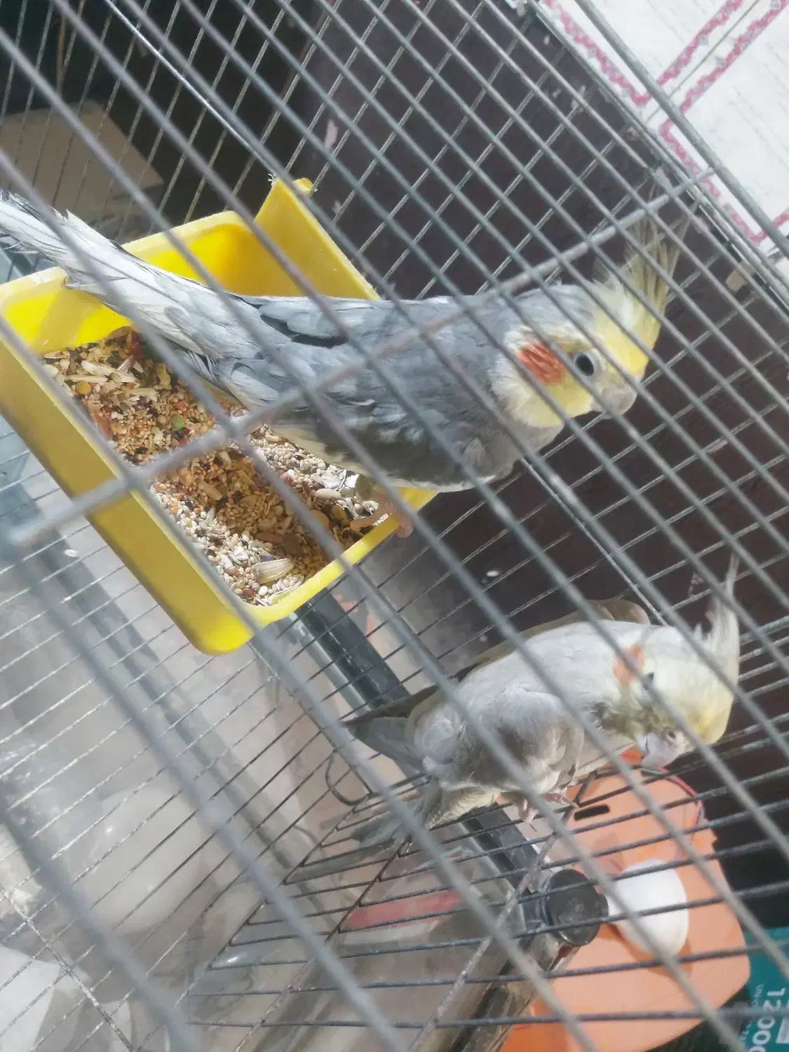 جفت عروس هلندی سالم سالم  تخم 2 رو امروز گذاشته|پرنده|زابل, |دیوار