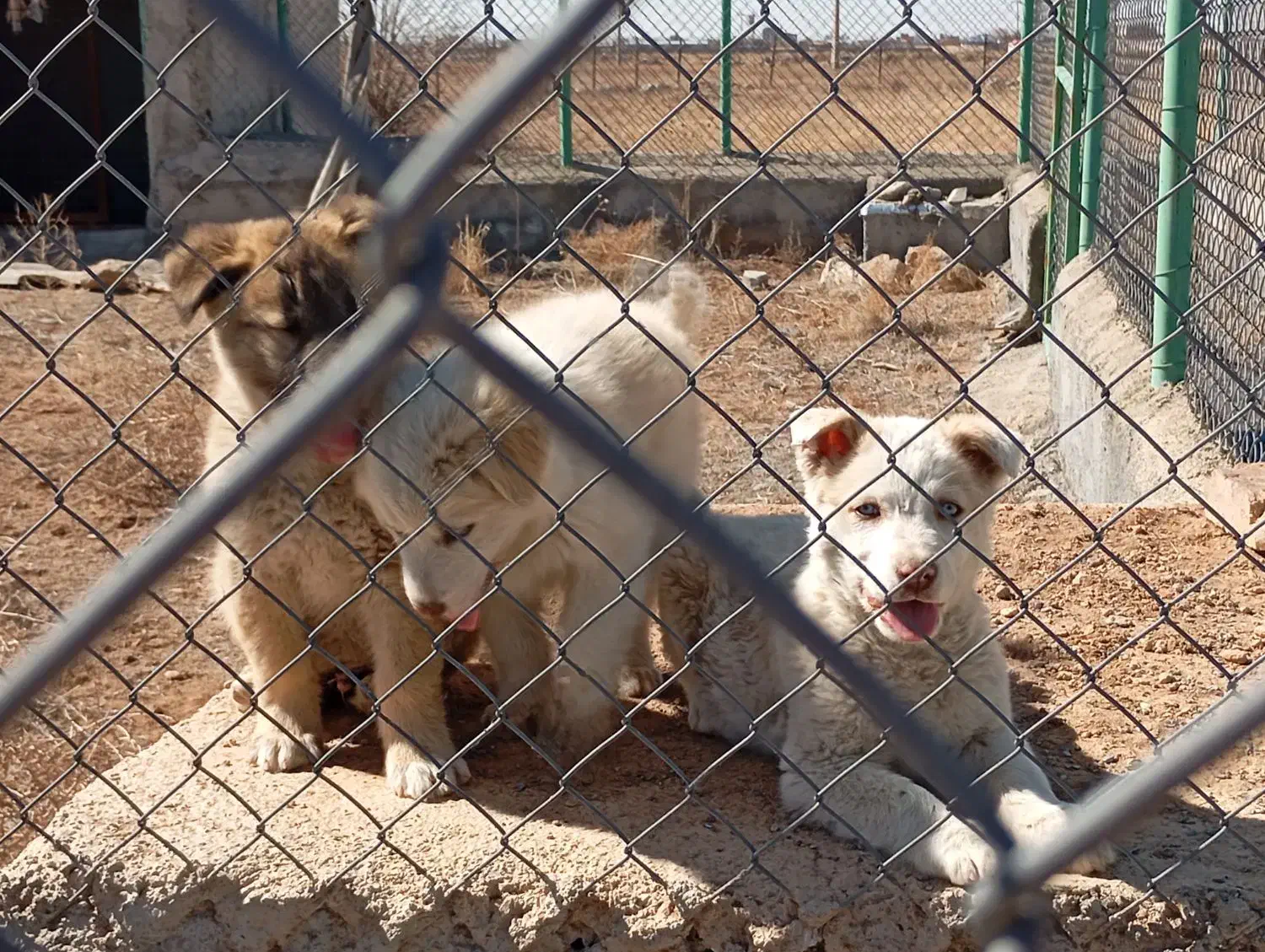 توله سگ|سگ|معصومیه, |دیوار