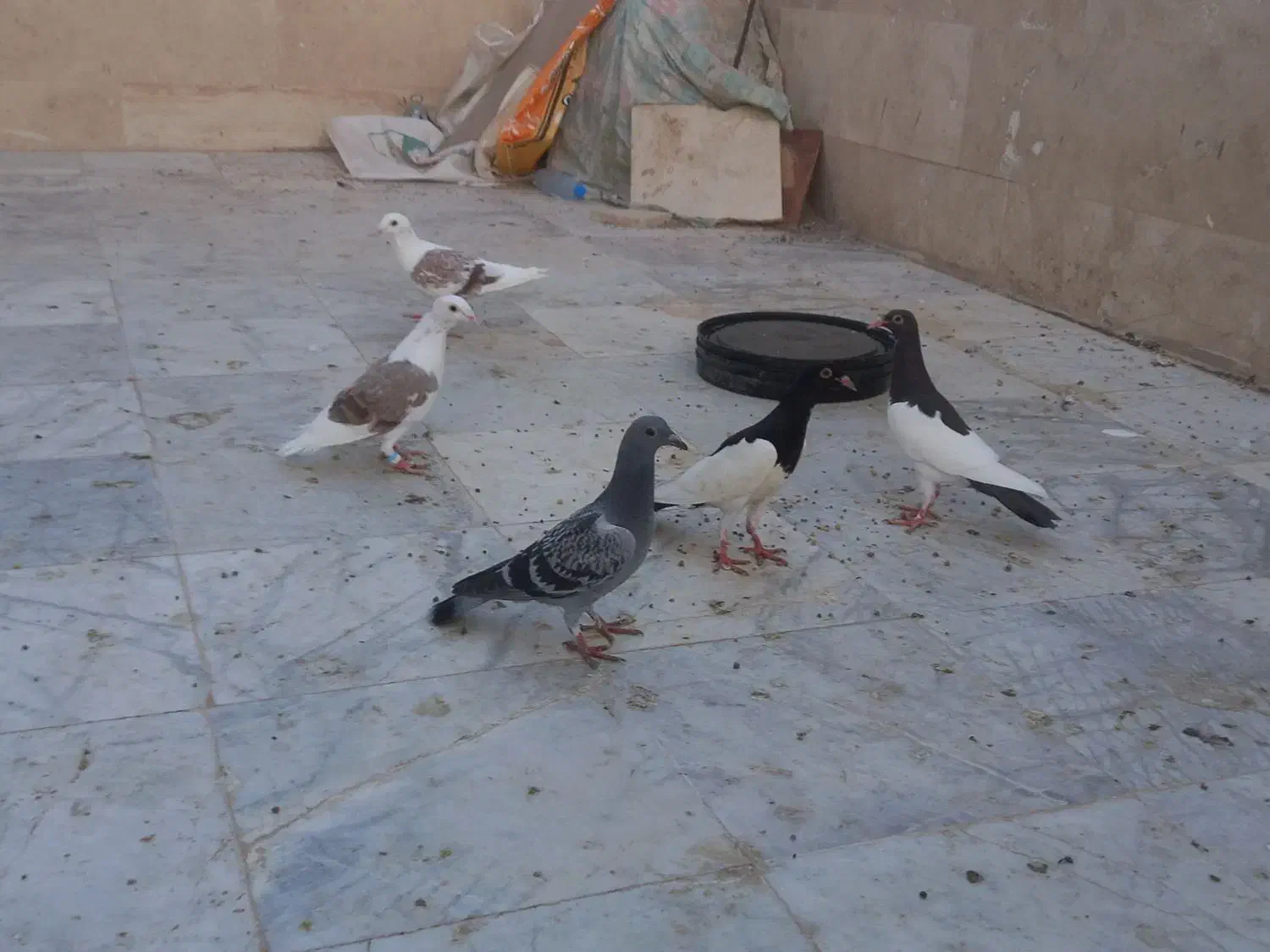 کفتر|پرنده|قائن, |دیوار