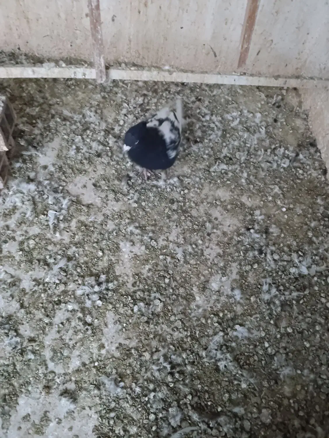 کله سیاه نر|پرنده|قزوین, |دیوار