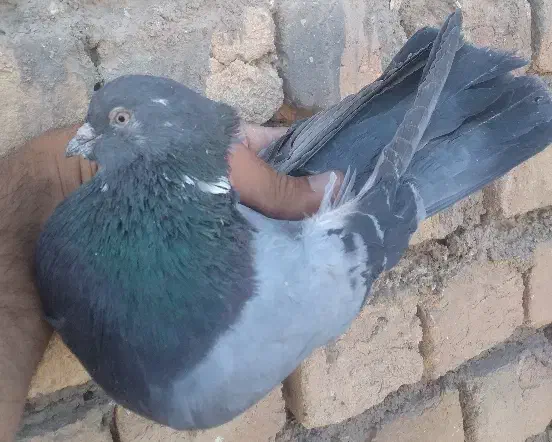 کفتر پرشی|پرنده|قم, باغ شازده|دیوار