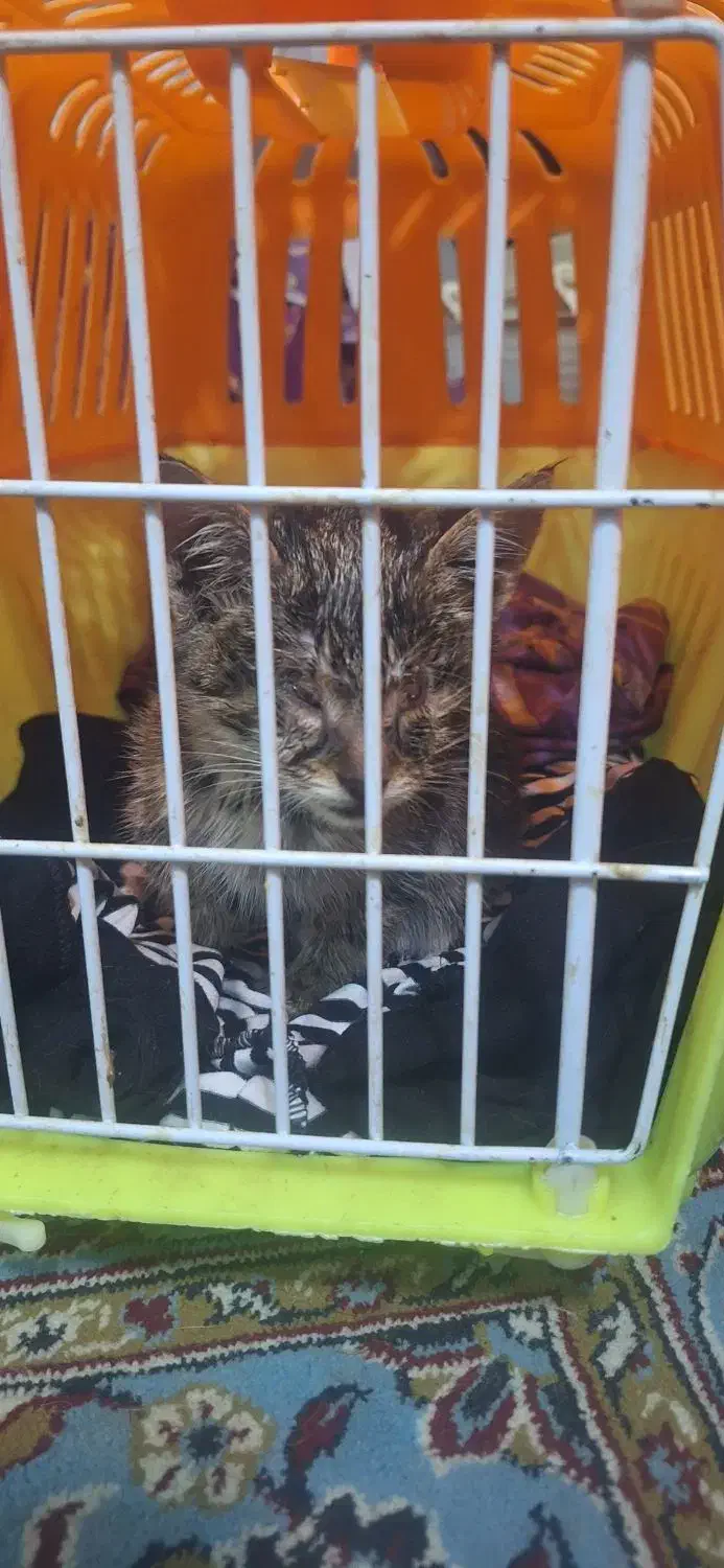 گربه واگذاری|گربه|بومهن, |دیوار