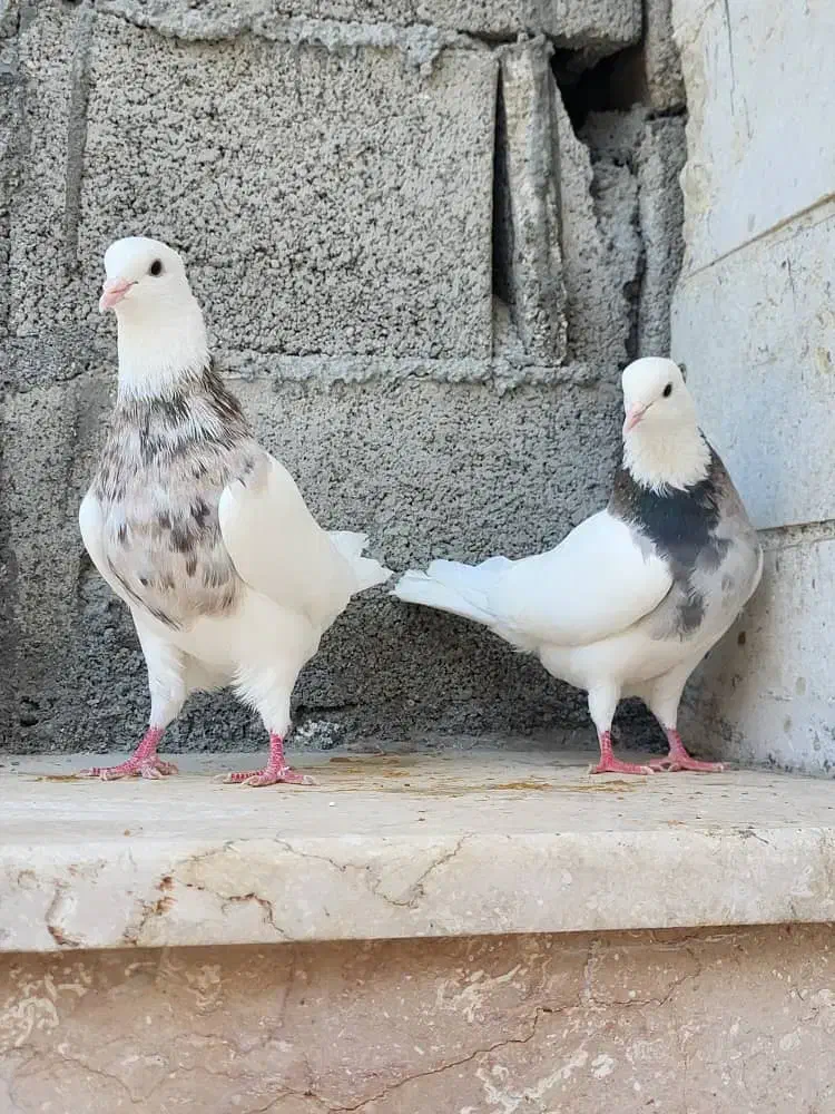 کبوتر|پرنده|خورموج, |دیوار