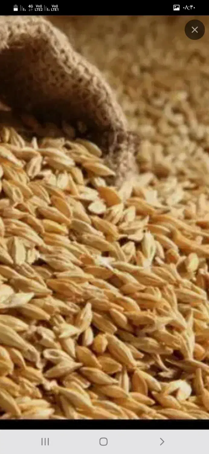 فروش جو|کالسکه و لوازم جانبی|زرندیه, |دیوار