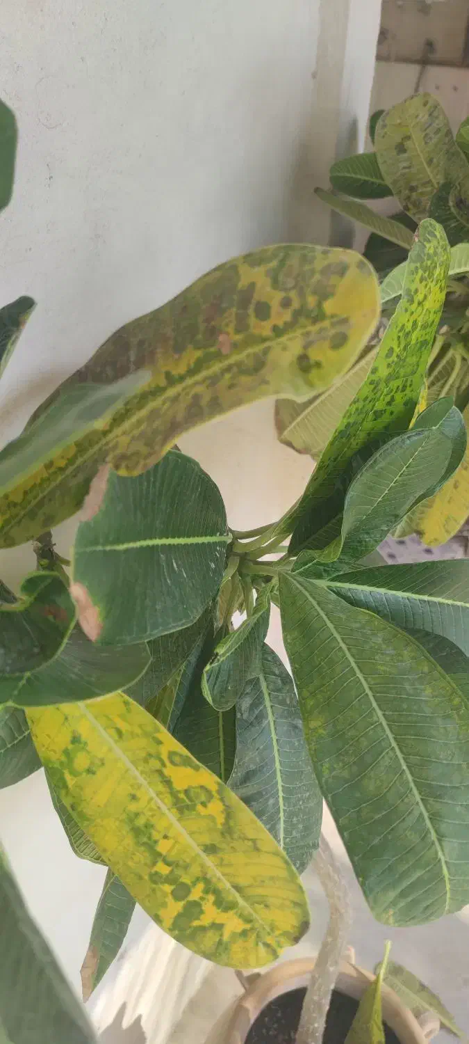 استخدام میزبان و خانه داری|استخدام سرایداری و نظافت|قشم, |دیوار