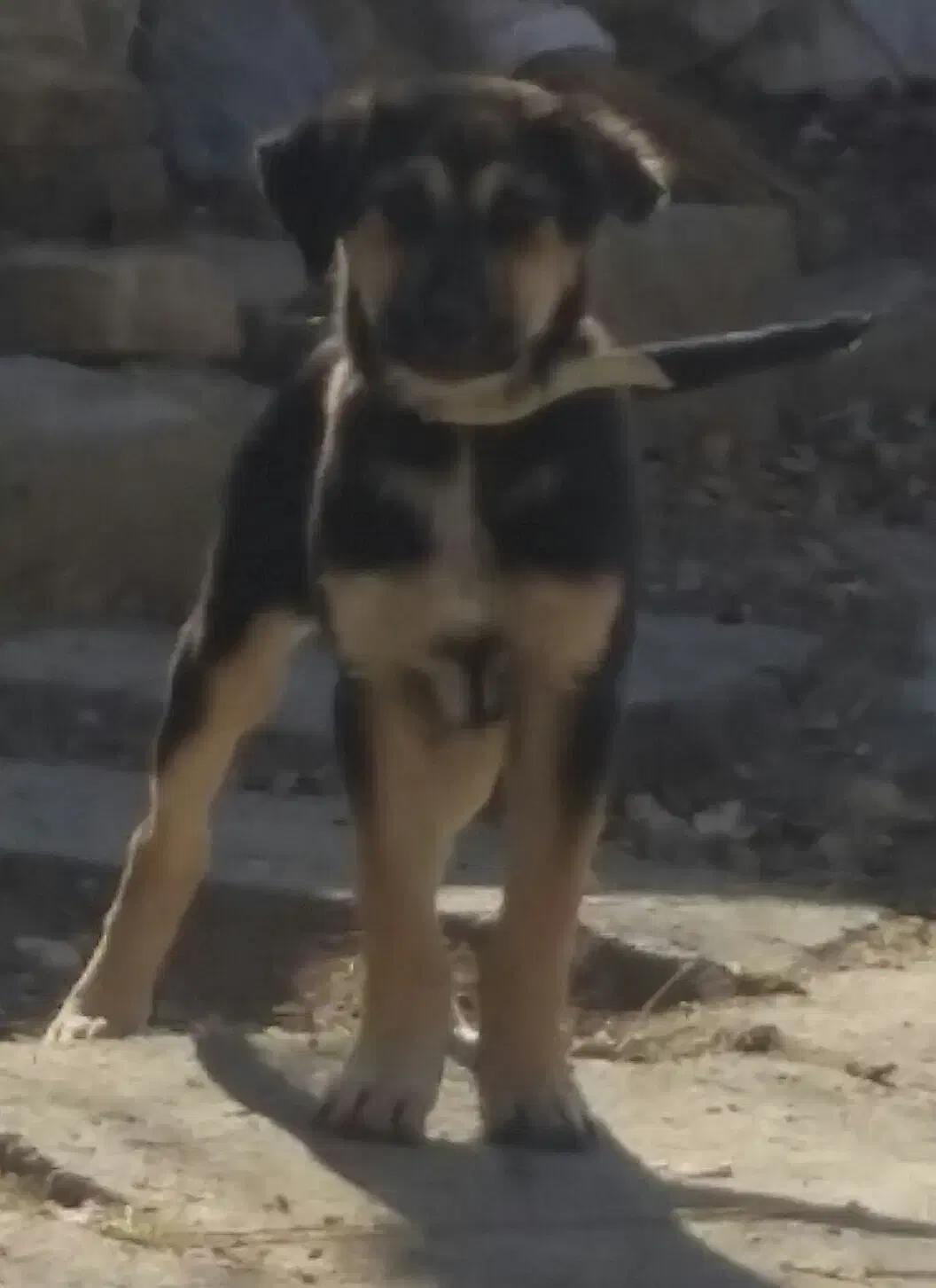 سگ اصل|سگ|نهاوند, |دیوار