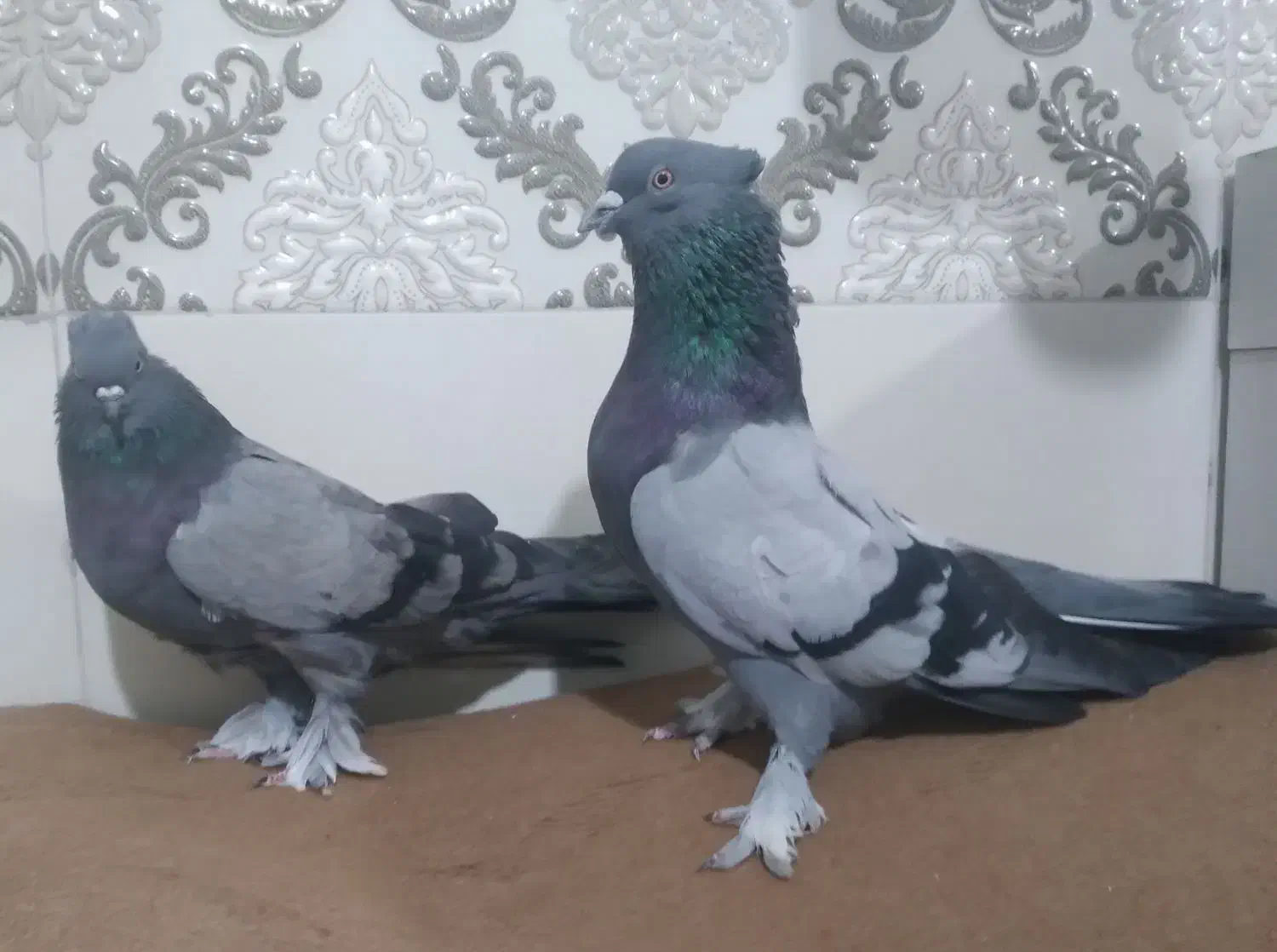 فروش یک جفت کبوتر کاشانی|پرنده|مرند, |دیوار