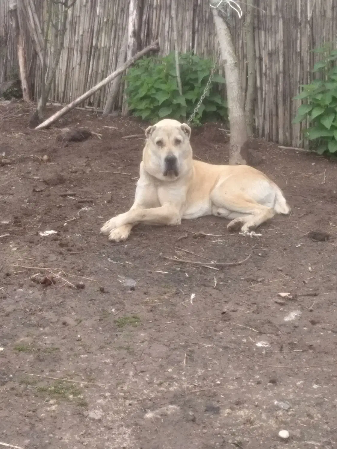 سگالابایاصیل|سگ|کوچصفهان, |دیوار