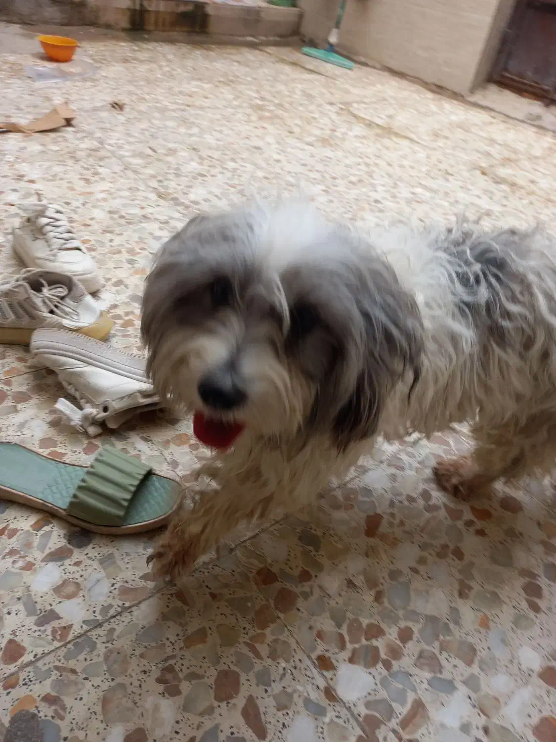 واگذاری سگ|سگ|آبادان, |دیوار