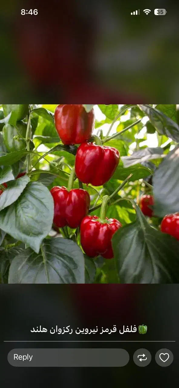 فروش زمین گلخانه ای دارای مجوز در منطقه عزیزآباد|فروش دفتر صنعتی، کشاورزی، تجاری|تیران, |دیوار