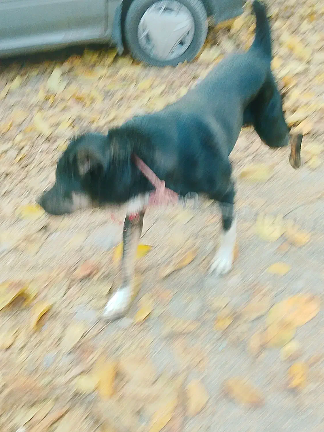 سگ قدرجونی|سگ|دماوند, دماوند|دیوار