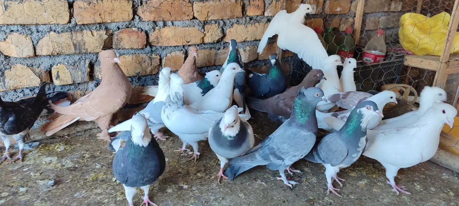 پرنده فروشی|پرنده|باغ بهادران, |دیوار