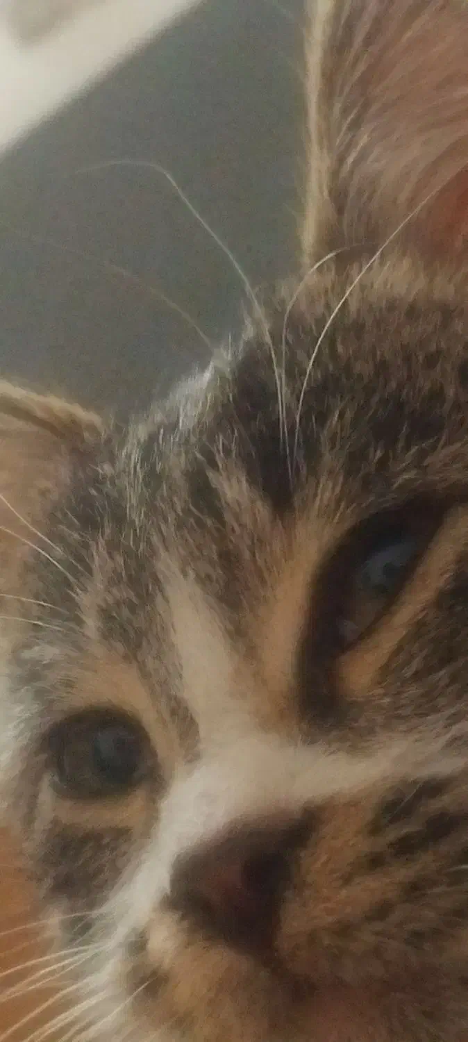 گربه ی خونگی|گربه|قوچان, |دیوار