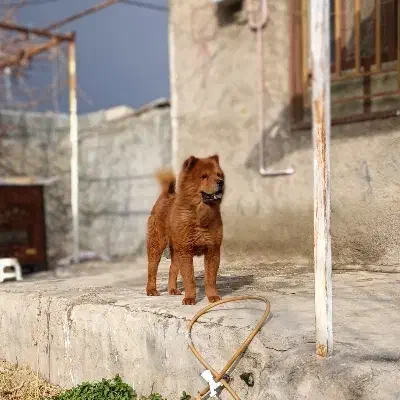 کشش چاوچاو و واگزاری وماده|سگ|همدان, |دیوار