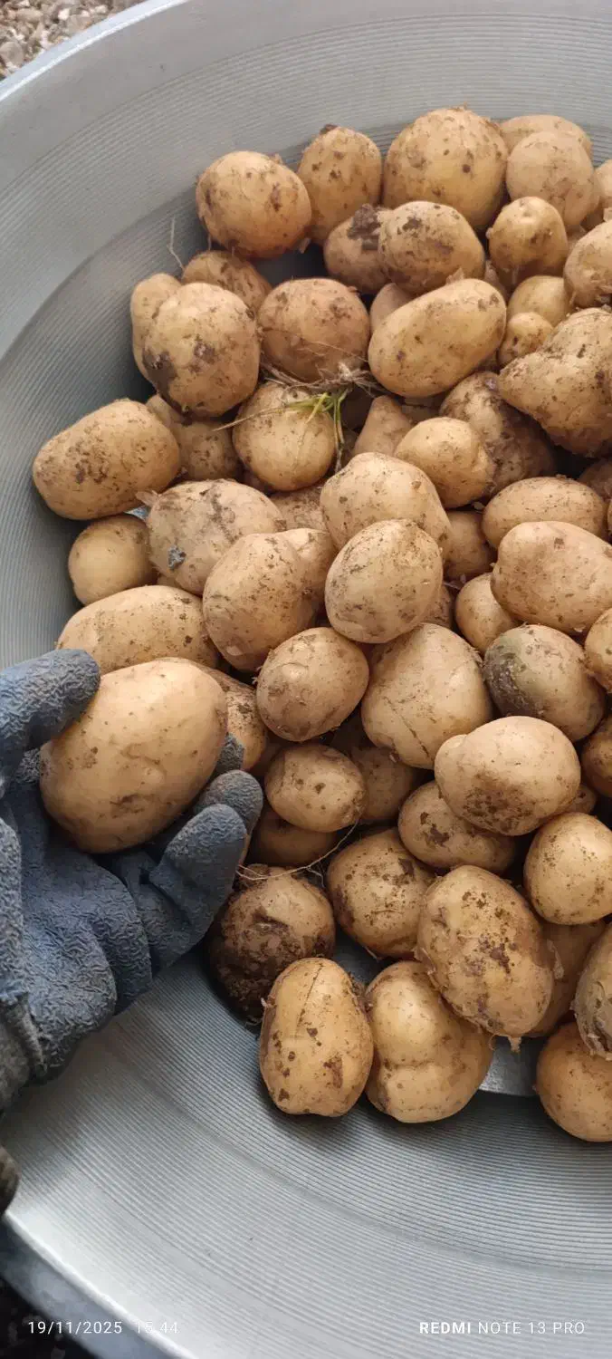 سیب زمینی بذری|عمده‌فروشی|بیرانوند, |دیوار