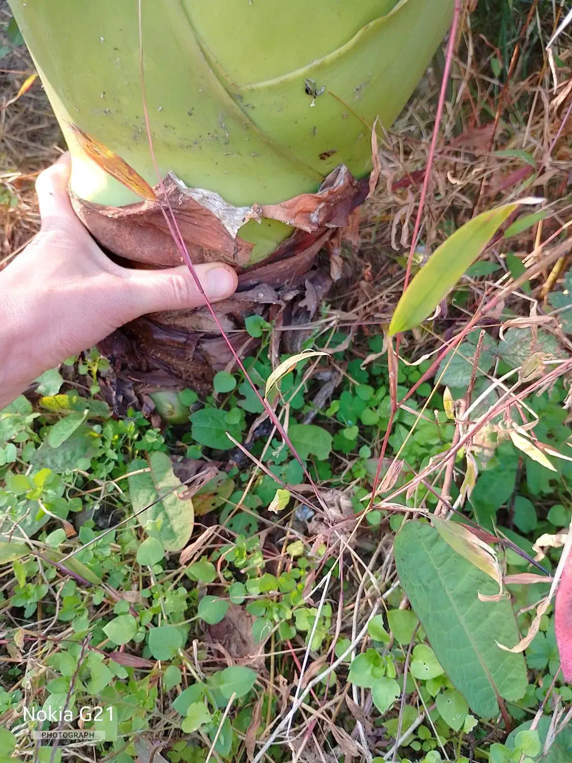 گیاه بابا آدم|گل و گیاه طبیعی|اسالم, |دیوار