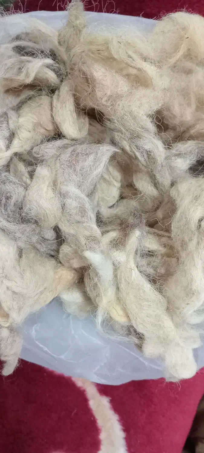 فروش پشم گوسفند|رختخواب، بالش، پتو|مشگین شهر, |دیوار