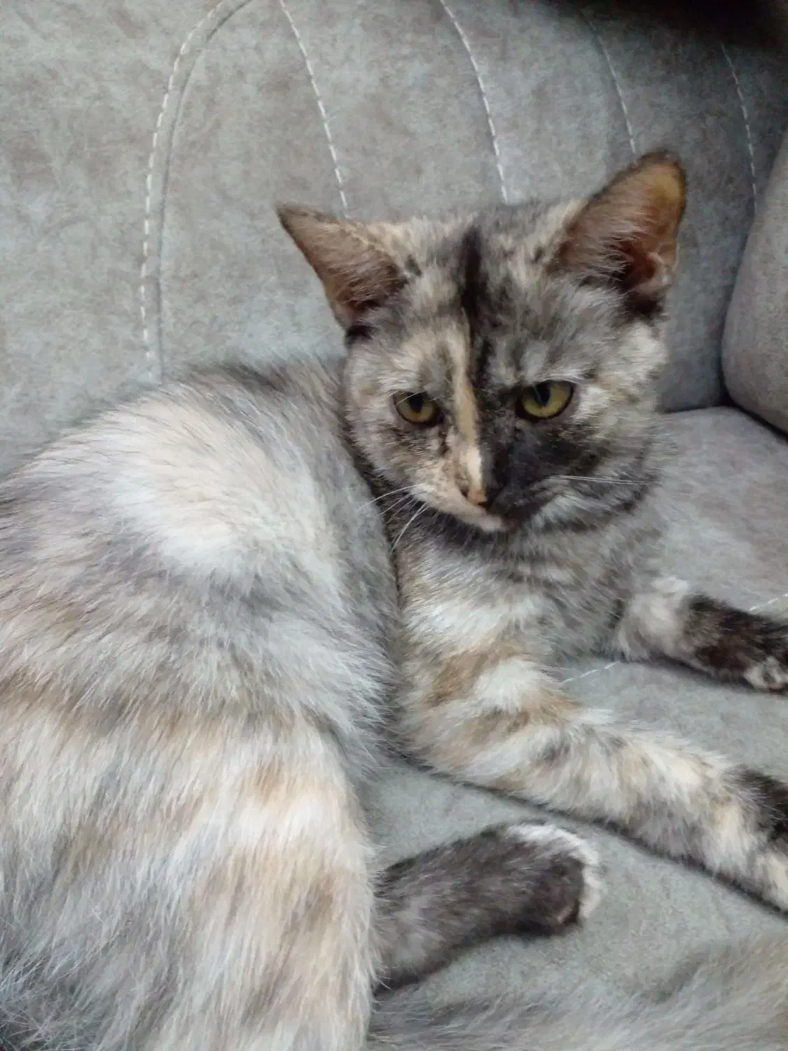 فروش بچه گربه ۴ ماهه پرشین  ماده ۲میلیون|گربه|ساری, |دیوار