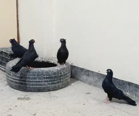 کبوتر زاغ آبادانی اصیل ذات دار|پرنده|خاش, |دیوار