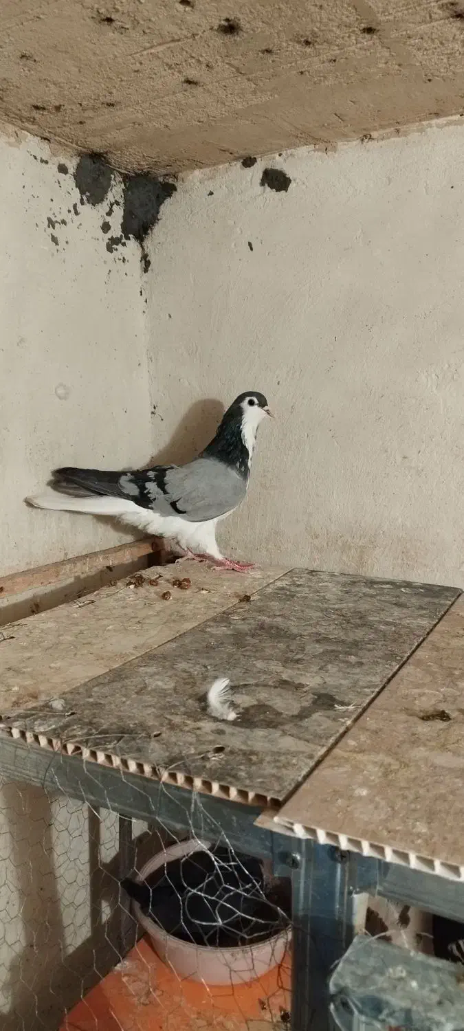 نر دمگیر ماده زاغ ابادانی|پرنده|شاهین‌شهر, خانه کارگر|دیوار