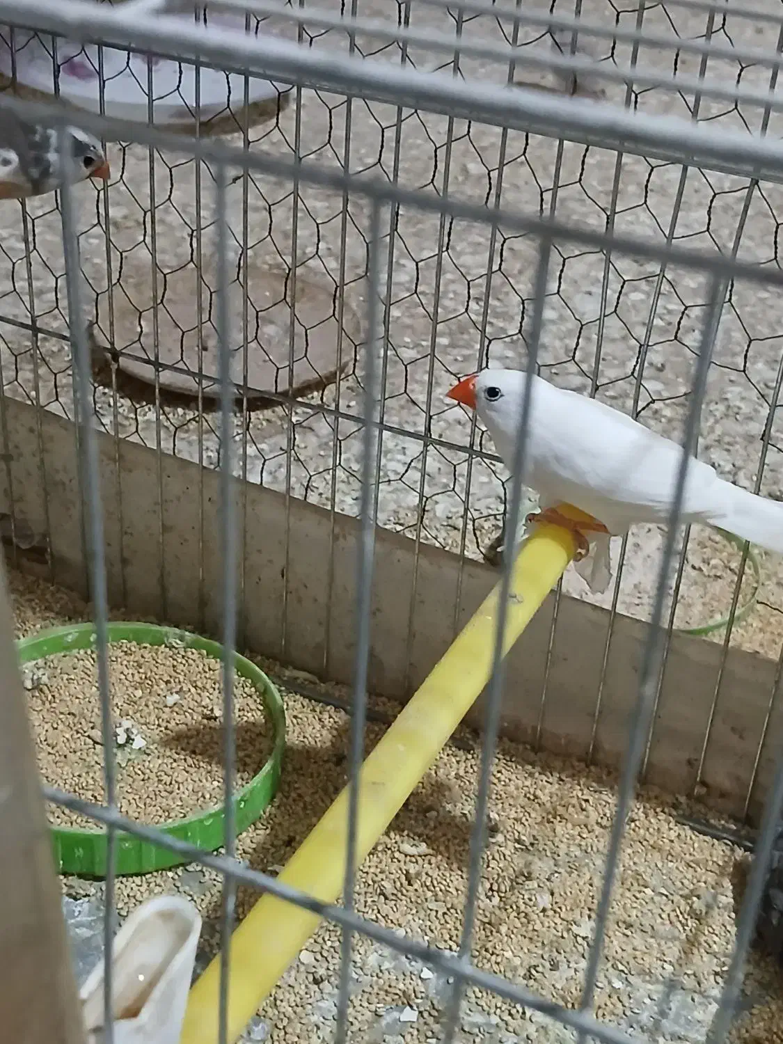 فنج|پرنده|قم, شاه ابراهیم|دیوار