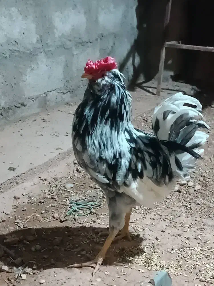 خروس ریشو گلین|حیوانات مزرعه|مسجد سلیمان, |دیوار