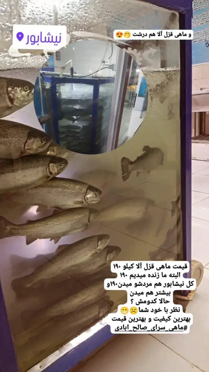 صید ماهیگیری تو نیشابور|ماهی|نیشابور, مازول|دیوار