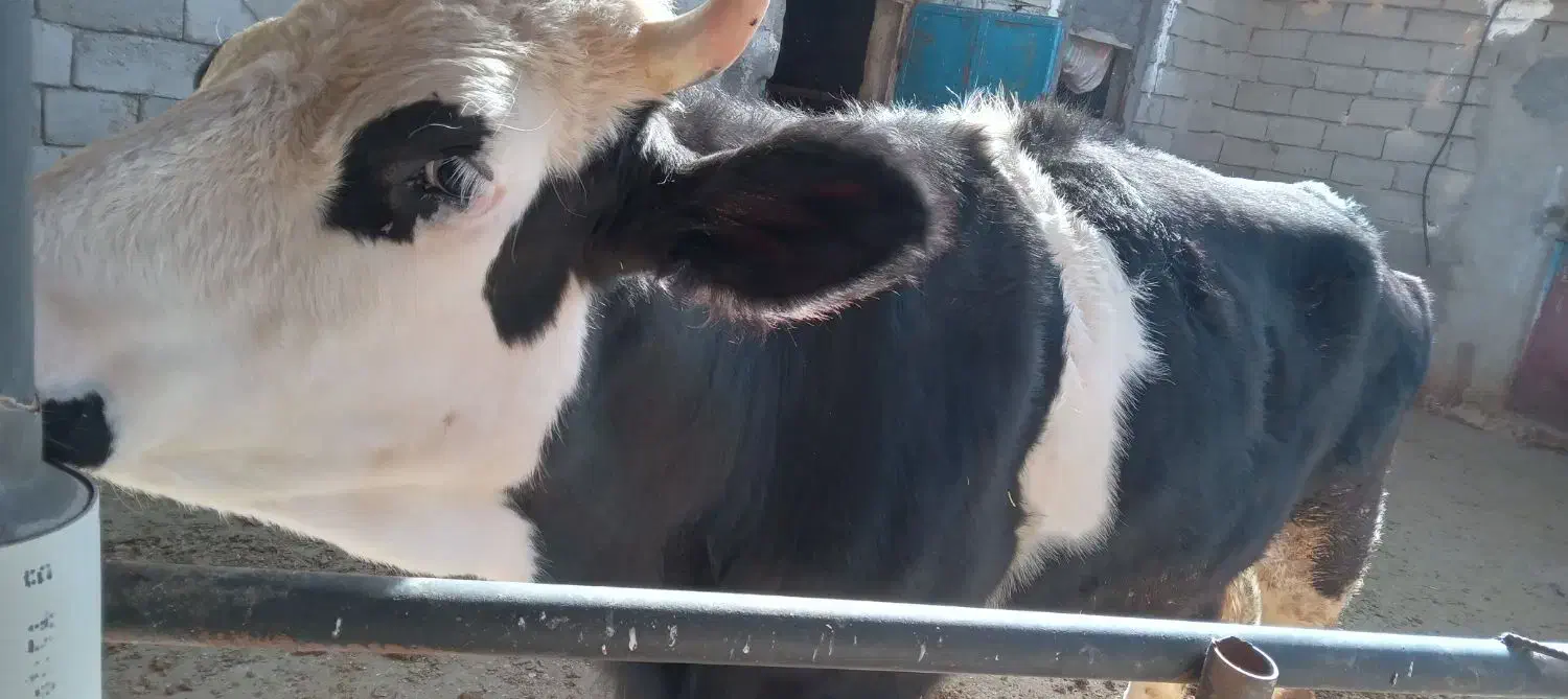 تلیسه پنج ماه آبستن سیمینتال|حیوانات مزرعه|دینور, |دیوار