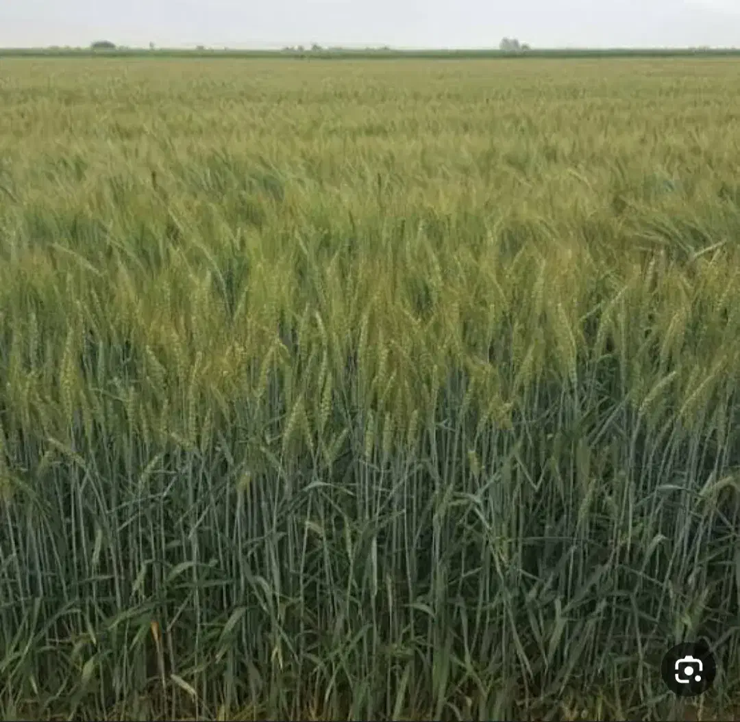 بذر آبی رقم ترابی|خدمات باغبانی و درختکاری|بیلوار, |دیوار